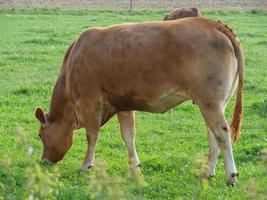 a pequena aldeia weseke em westphalia foto