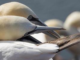 pássaros na ilha de helgoland foto