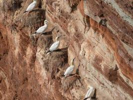 pássaros na ilha de helgoland foto