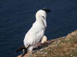 pássaros na ilha de helgoland foto