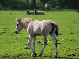 cavalos selvagens na Vestfália foto