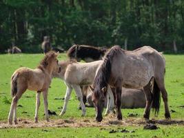 cavalos selvagens na Vestfália foto