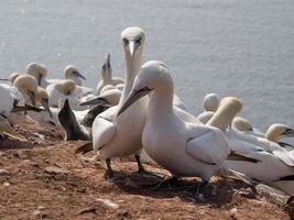 pássaros na ilha de helgoland foto