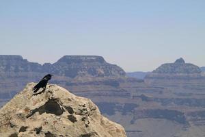 corvo em frente ao panorama do grand canyon foto