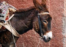 burro em frente a uma parede vermelha em marrakesh, marrocos foto