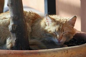 gato dormindo em um vaso de plantas ao sol da tarde foto