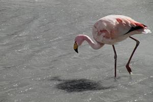 flamingos selvagens em um lago em salar de uyuni, bolívia foto