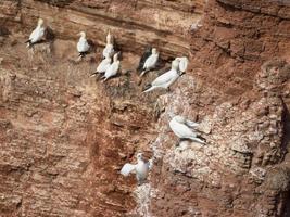 pássaros na ilha de helgoland foto