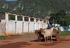 viñales, cuba - 2 de julho de 2019 - uma carroça puxada por dois bois percorre a cidade rural de viñales, em cuba. foto