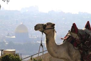 camelo em jerusalém com cúpula dourada ao fundo foto