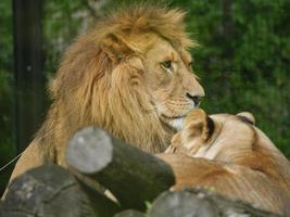 animais do zoológico foto