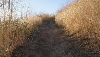 plantas secas ao lado de um caminho - seca na califórnia foto