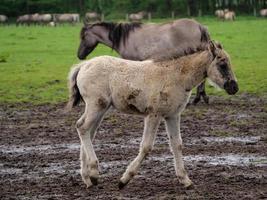 cavalos selvagens na Vestfália foto