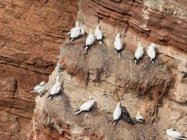 pássaros na ilha de helgoland foto