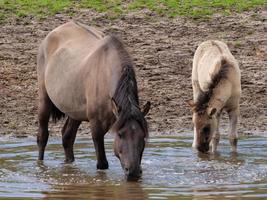 cavalos selvagens na Vestfália foto