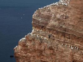 pássaros na ilha de helgoland foto