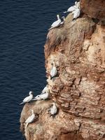 pássaros na ilha de helgoland foto