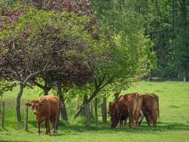 vacas na Vestfália foto