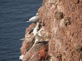 pássaros na ilha de helgoland foto