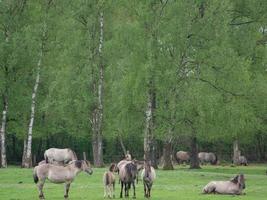 cavalos selvagens na Vestfália foto