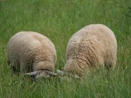 ovelhas em um campo na Alemanha foto