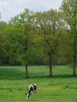 vacas no muensterland alemão foto