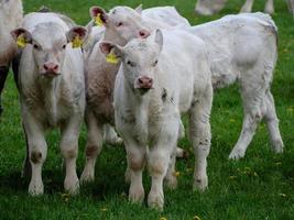 vacas brancas na Vestfália foto