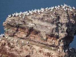 pássaros na ilha de helgoland foto