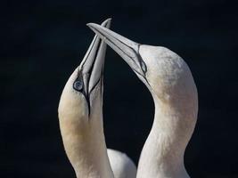 pássaros na ilha de helgoland foto