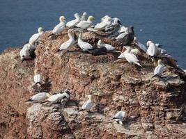 pássaros na ilha de helgoland foto