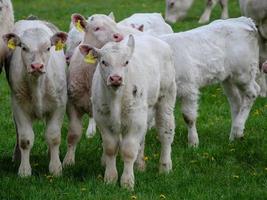 vacas brancas na Vestfália foto