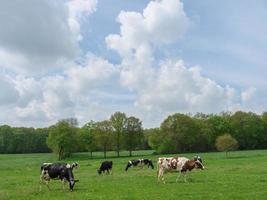 vacas no muensterland alemão foto