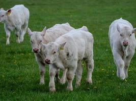 vacas brancas na Vestfália foto