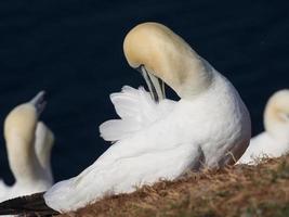 pássaros na ilha de helgoland foto