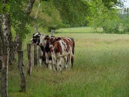 vacas na Vestfália foto