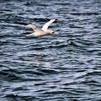 uma vista de um gannet em penhascos de bempton foto