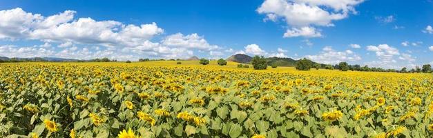 panorâmica de girassóis no fundo do céu azul no campo no verão foto