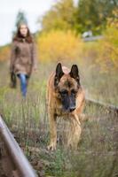 mulher jovem e atraente andando com seu cão pastor alemão na floresta de outono, perto da ferrovia - animal de estimação está em foco foto