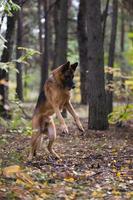 cão pastor alemão brincando na floresta de outono perto da ferrovia foto