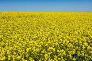 campo da bela flor dourada da primavera de colza com céu azul foto