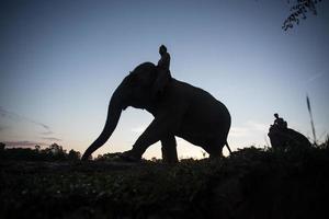 silhueta de elefante ao pôr do sol foto