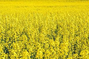 campo da bela flor dourada da primavera de colza com céu azul, canola colza em latim brassica napus com estrada rural e bela nuvem, colza é planta para indústria verde foto