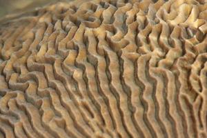 coral duro na maré baixa, tailândia foto