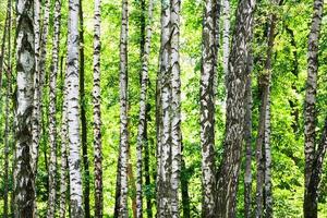 bosque de bétulas na floresta verde em dia ensolarado de verão foto