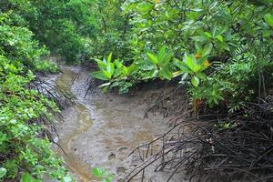 caminho de madeira entre a floresta de mangue, tailândia foto