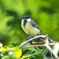 grande inclinação em estado selvagem na árvore verde foto