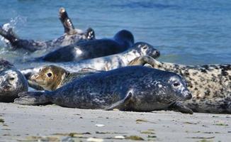 foca cinzenta na praia de heligoland - duna da ilha foto