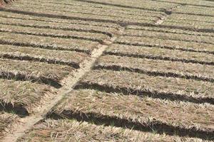 campo de cebola verde no norte da tailândia foto