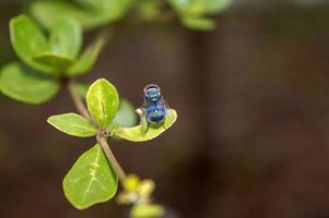 mosca verde empoleirada na folha foto