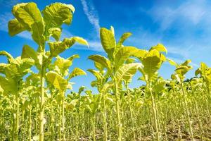 plantação de campo de tabaco sob céu azul com grandes folhas verdes foto